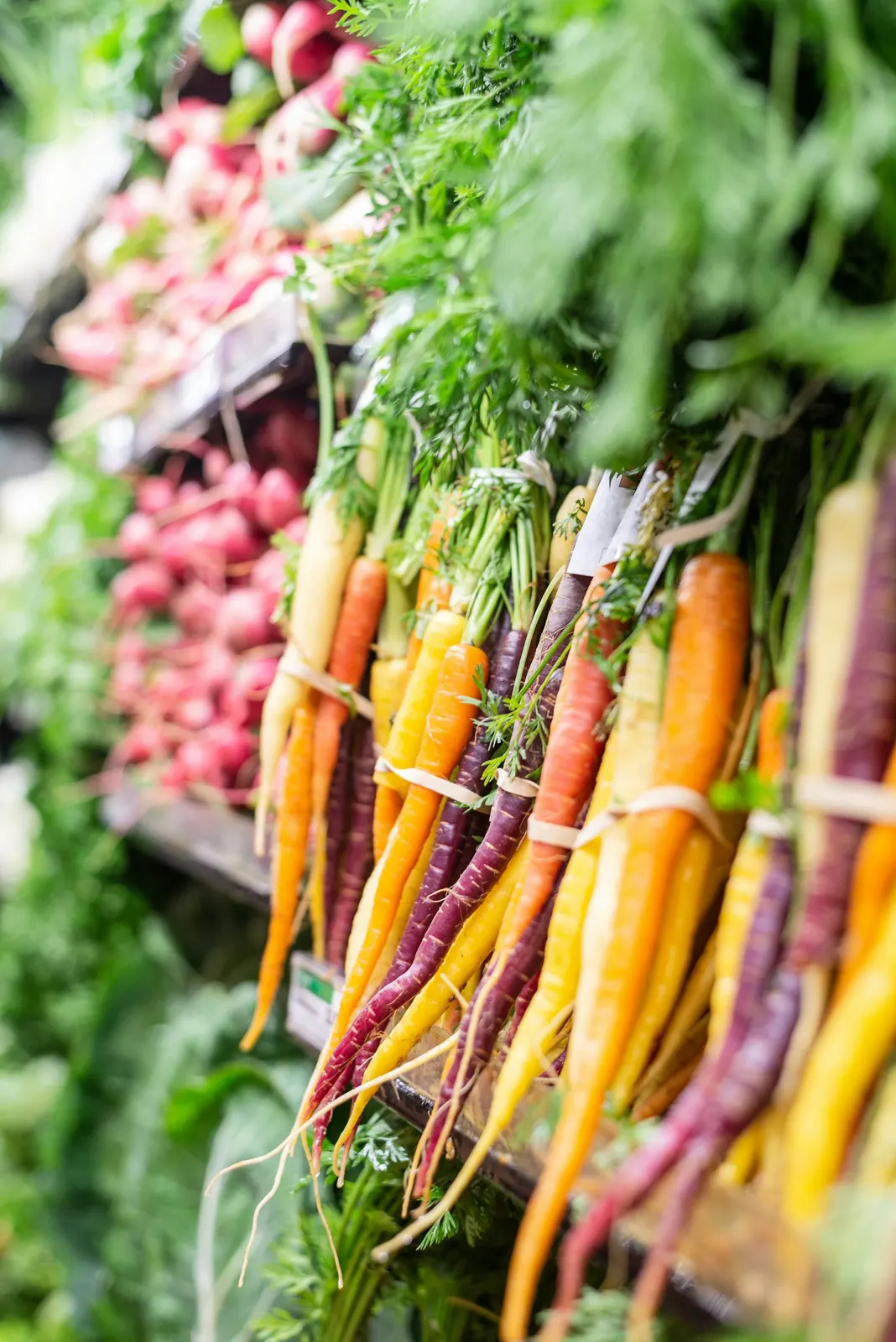 Bunches of freshly picked carrots